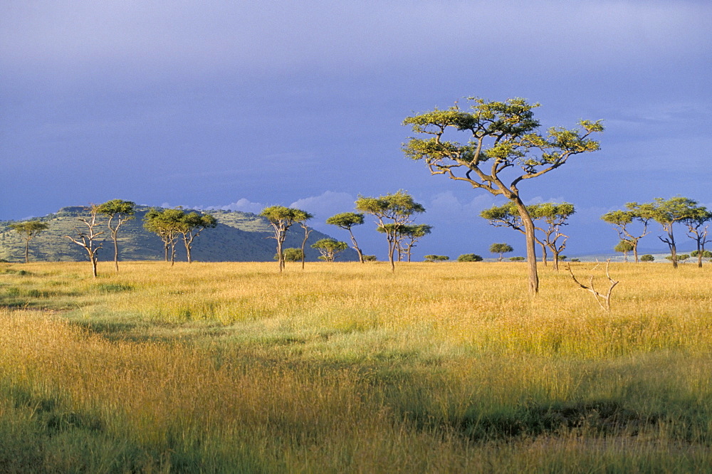 Umbrella acacia trees, Masai Mara, Kenya, East Africa, Africa