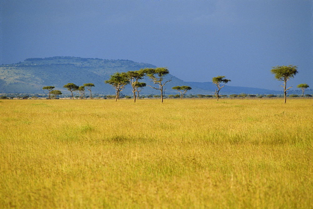 Masai Mara National Reserve, Kenya, East Africa, Africa