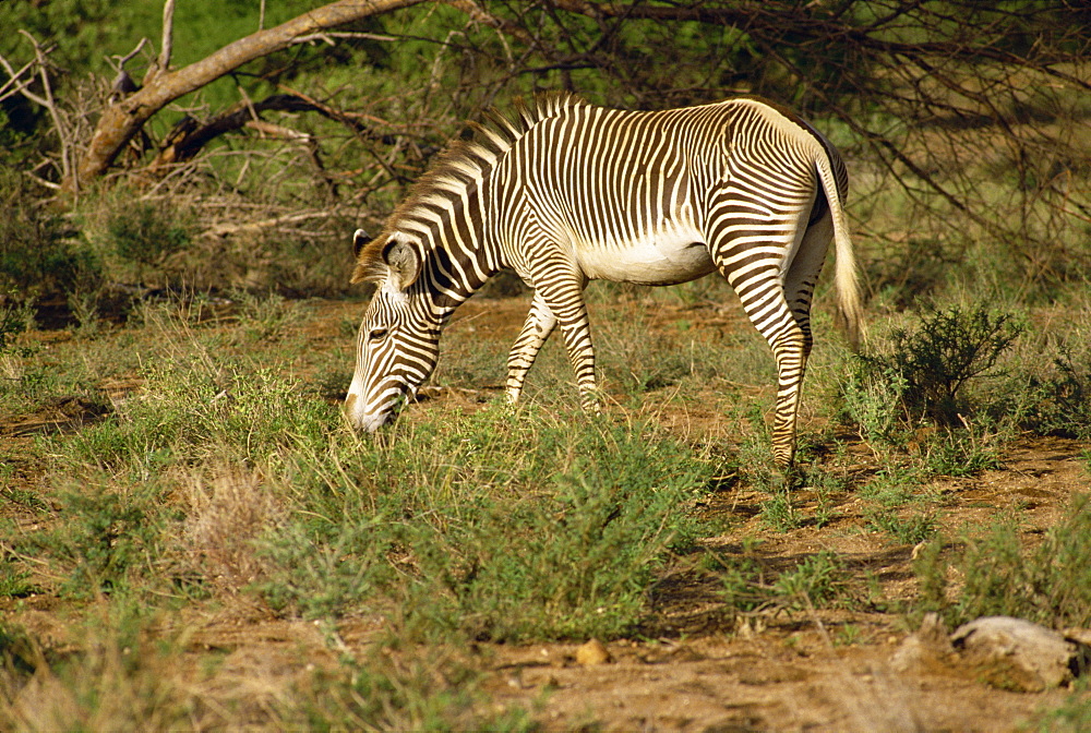 Grevy zebra, Samburu National Reserve, Kenya, East Africa, Africa