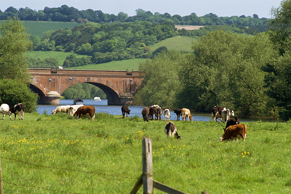 Cattle beside the River Thames, Oxfordshire, England, United Kingdom, Europe