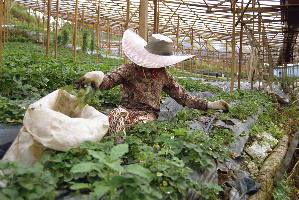 Strawberry growing, Cameron Highlands, Malaysia, Southeast Asia, Asia