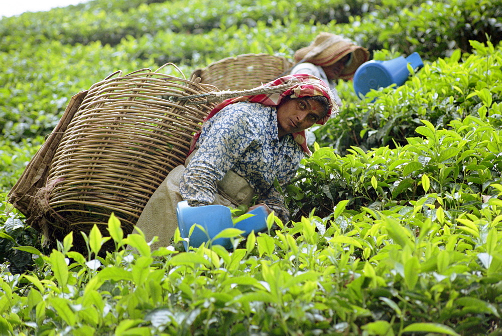 Tea picking, Cameron Highlands, Malaysia, Southeast Asia, Asia