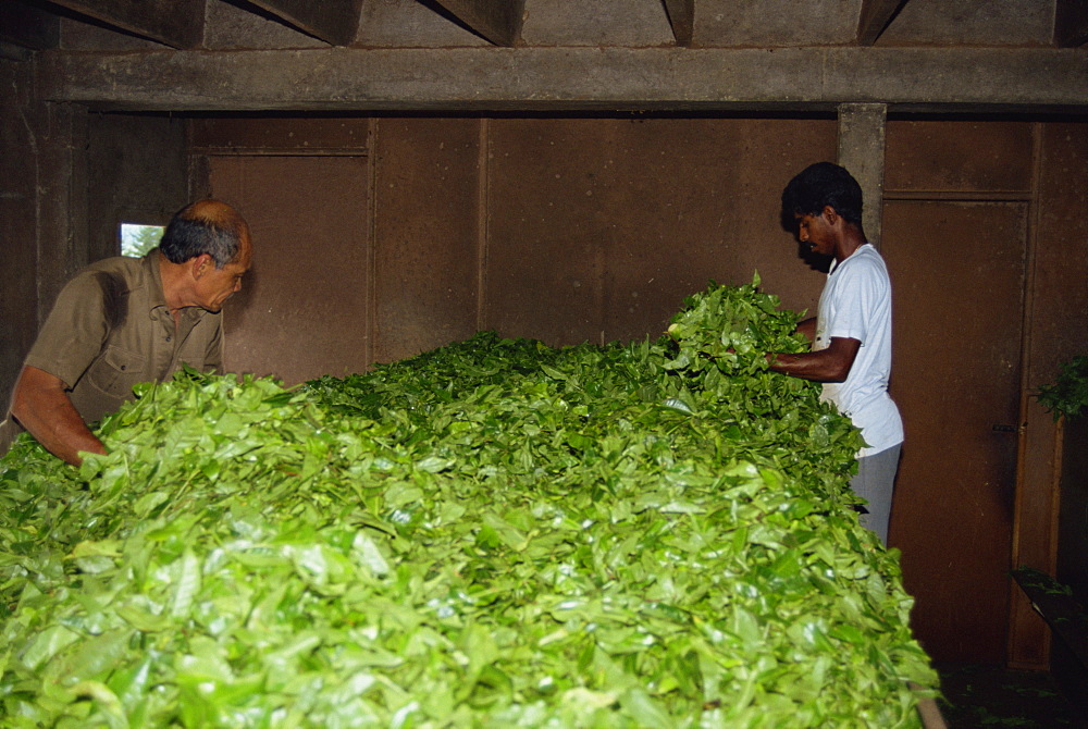 Tea production, Cameron Highlands, Malaysia, Southeast Asia, Asia