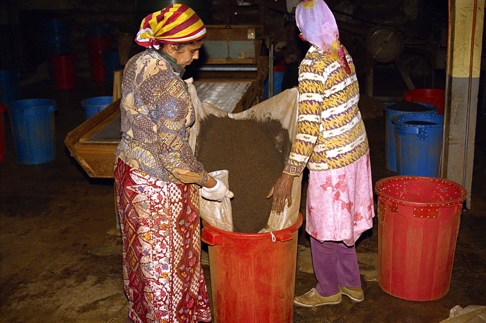 Tea production, Cameron Highlands, Malaysia, Southeast Asia, Asia