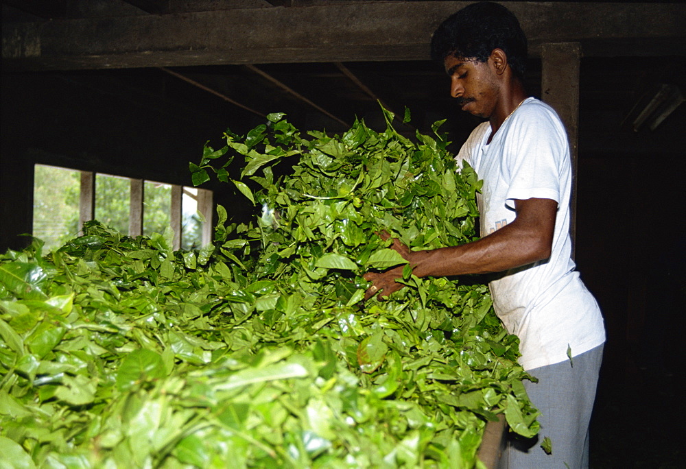 Tea production, Cameron Highlands, Malaysia, Southeast Asia, Asia