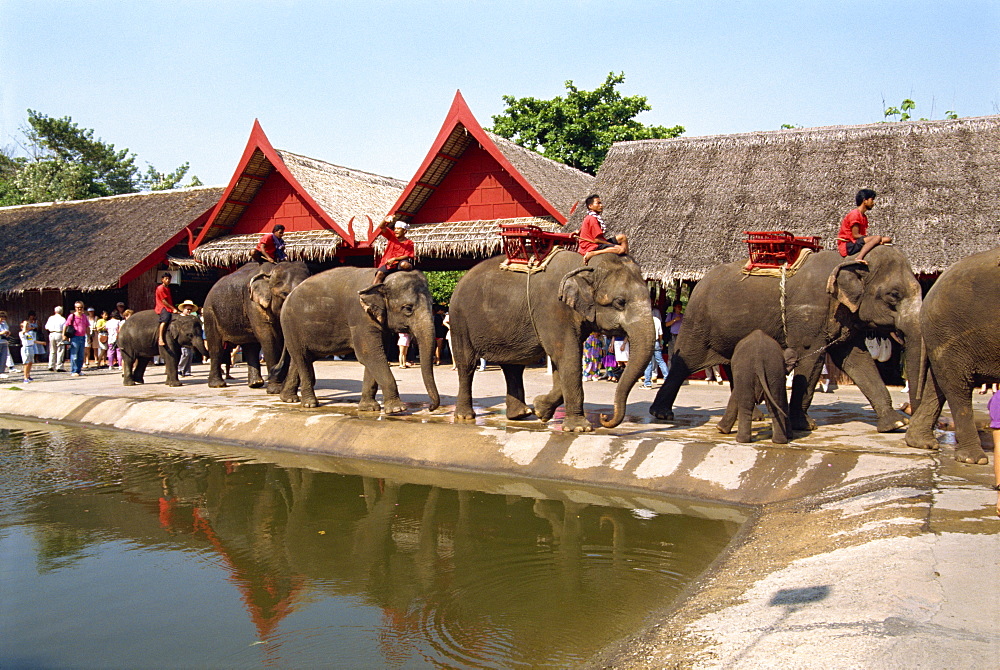 Elephant parade, Rose Garden, near Bangkok, Thailand, Southeast Asia, Asia