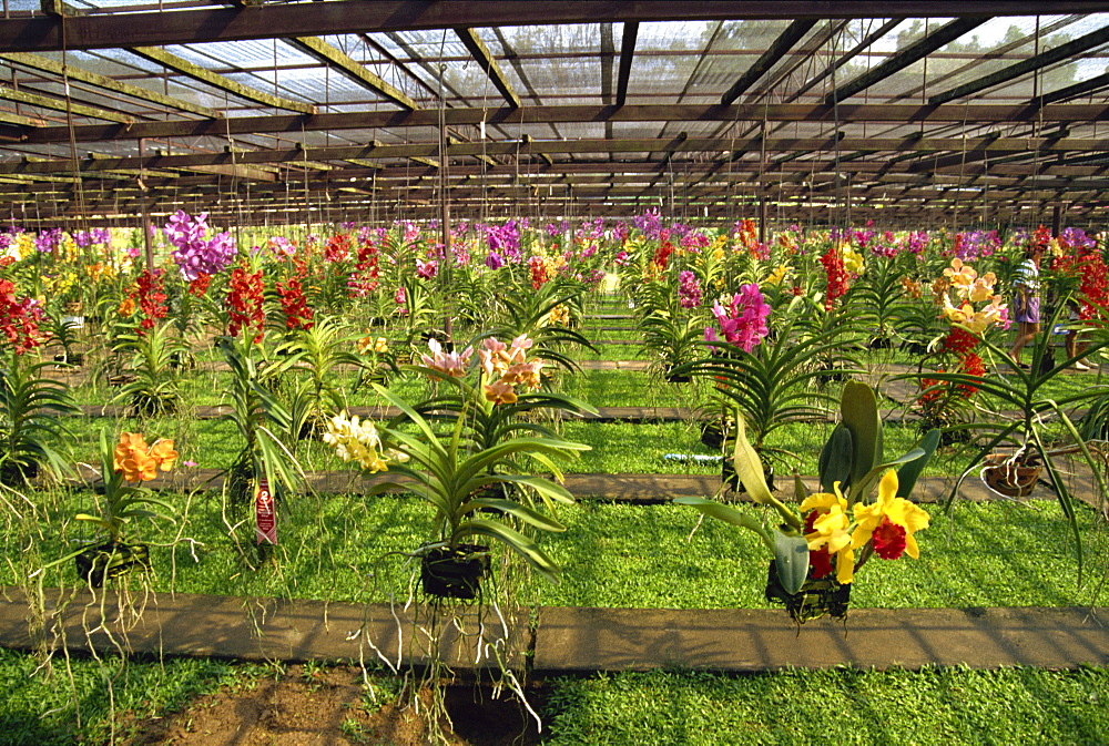 Orchid farm, Chiang Mai, Thailand, Southeast Asia, Asia