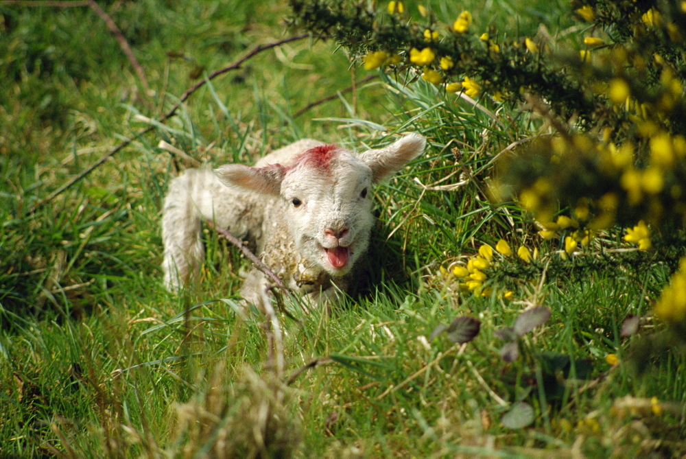 Lamb, Devon, England, United Kingdom, Europe