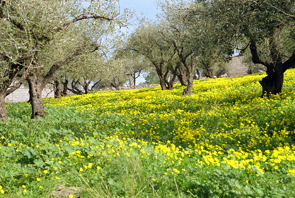 Olive trees with wild flowers beneath, Crete, Greek Islands, Greece, Europe