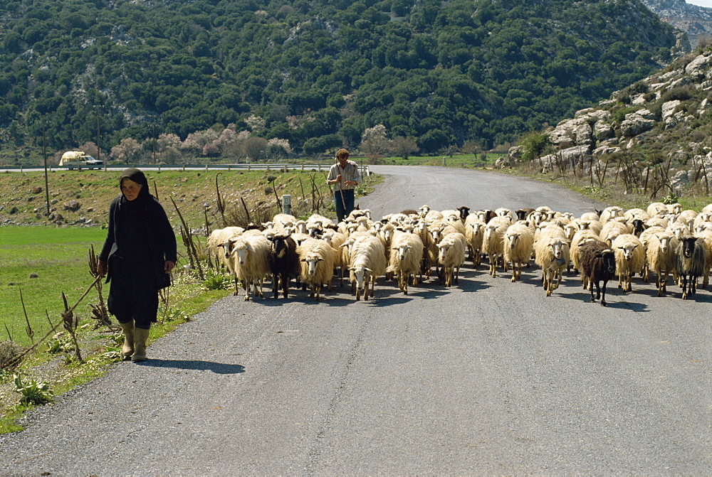 Sheep being herded along the road, Lasithi Plateau, Crete, Greek Islands, Greece, Europe