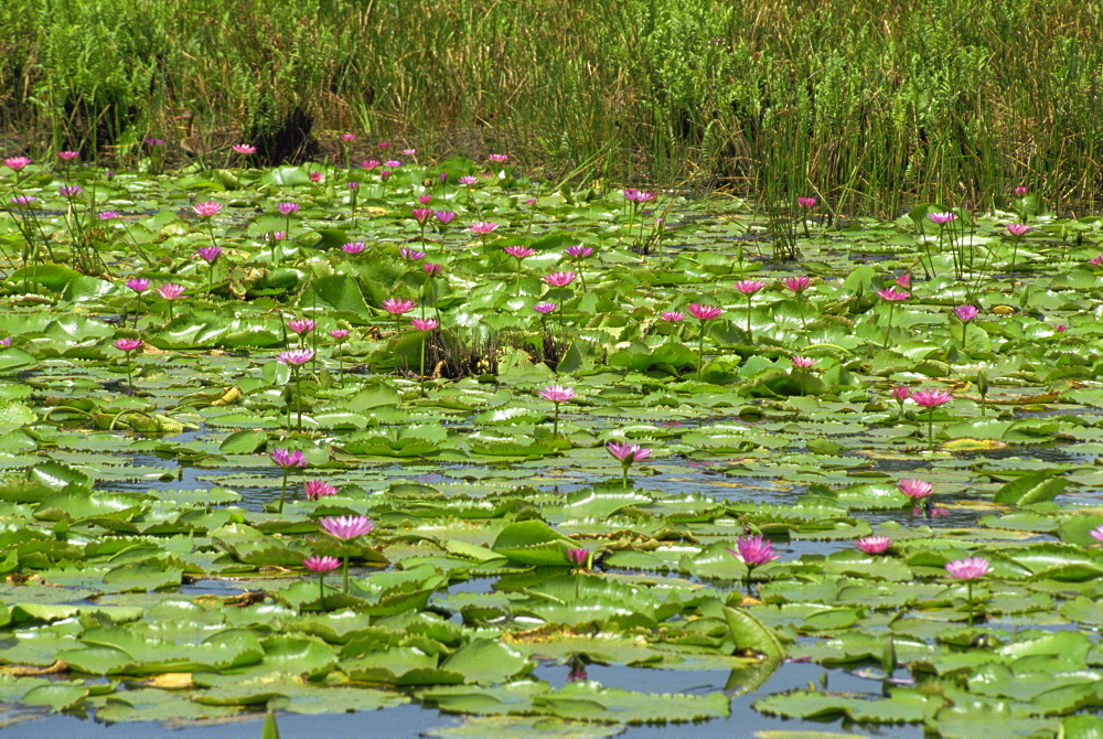 Water lilies near the Pitch Lake, Trinidad, West Indies, Caribbean, Central America