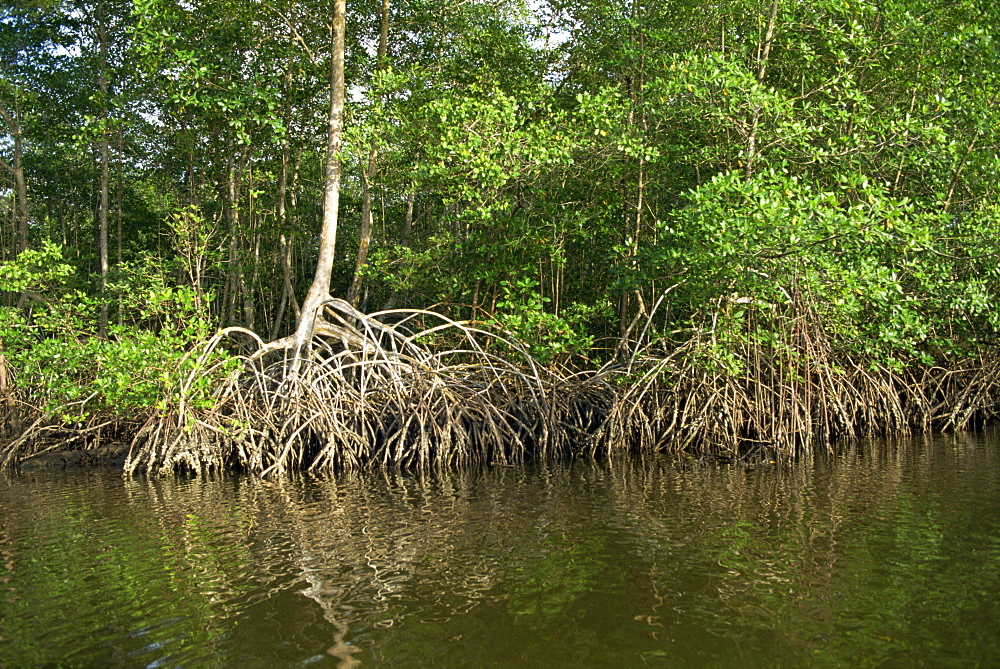 Caroni Mangrove Swamp and Nature Reserve, Trinidad, West Indies, Caribbean, Central America