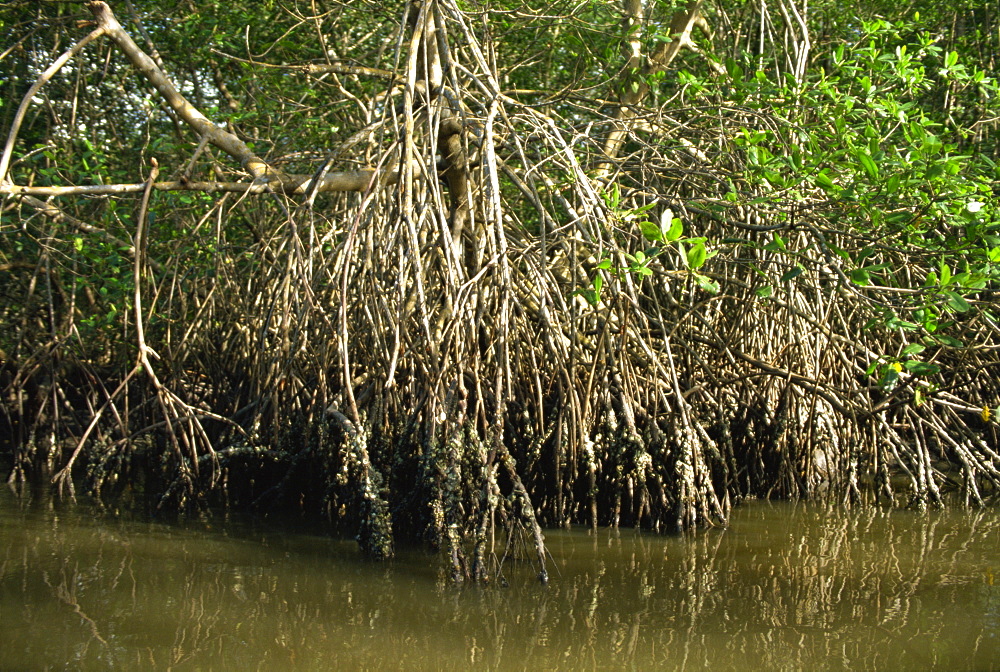 Caroni Mangrove Swamp and Nature Reserve, Trinidad, West Indies, Caribbean, Central America