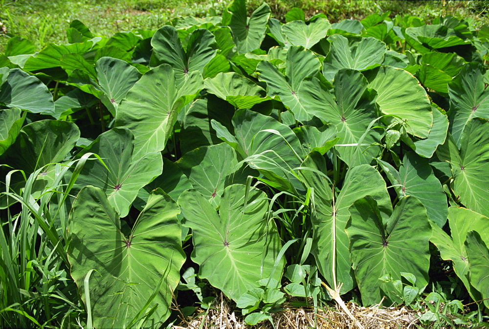 Callaloo, a sort of Tobagian spinach, Tobago, West Indies, Caribbean, Central America