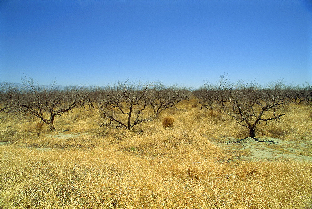 Dead orange groves, worth more as building land, near Indio, California, United States of America, North America