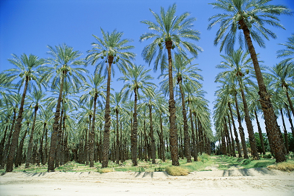 Date palm orchards near Indio, California, United States of America (U.S.A.), North America