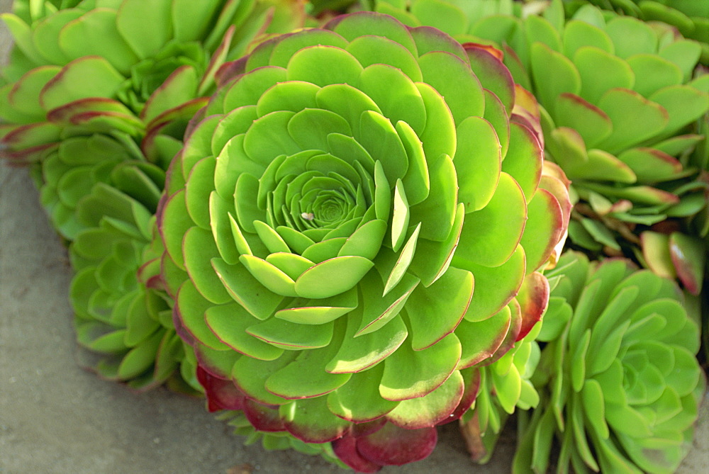 Close-up of succulent plant, United States of America, North America