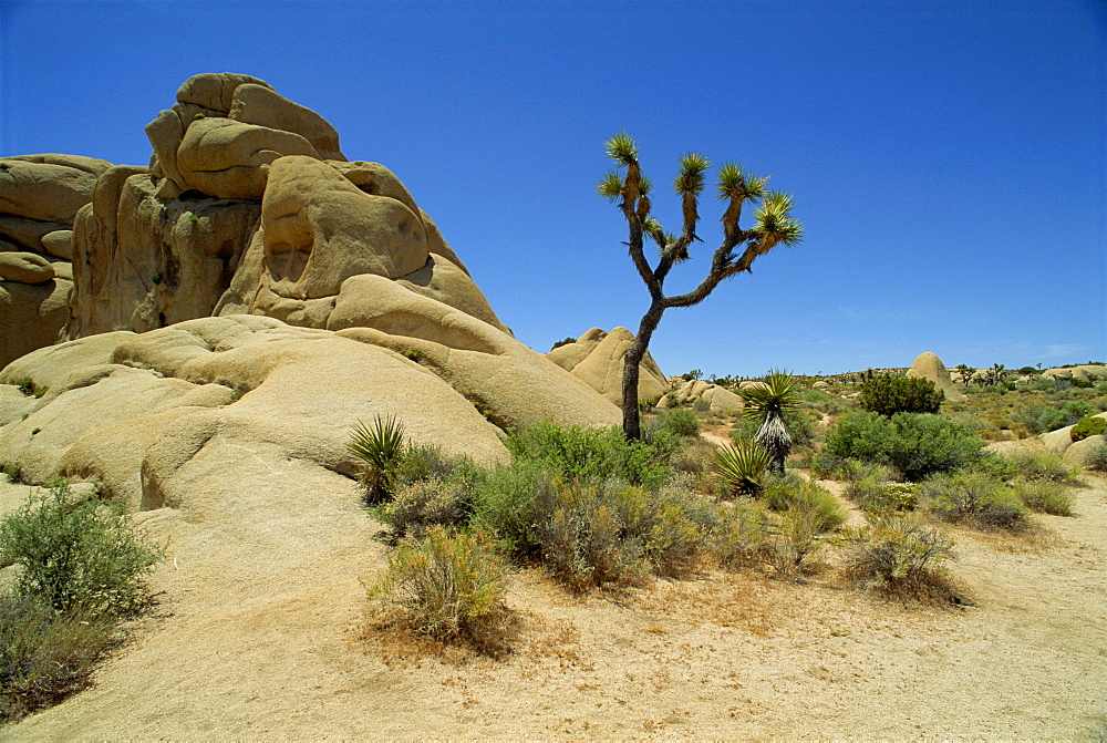 Joshua Tree National Monument, California, United States of America, North America