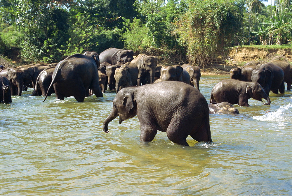 Elephants being washed near the Elephant Orphanage, Pinnawela, Sri Lanka, Asia