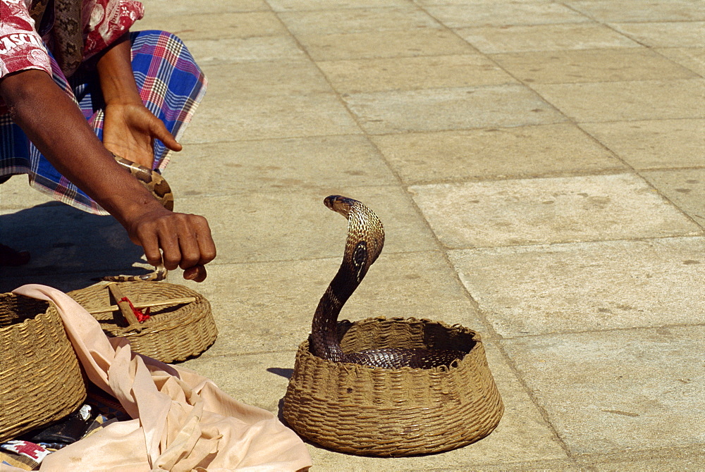 Snake charmer on the waterfront, Colombo, Sri Lanka, Asia