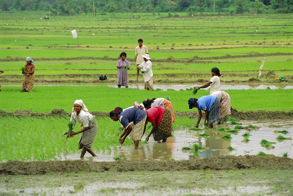 Rice farming, Sri Lanka, Asia