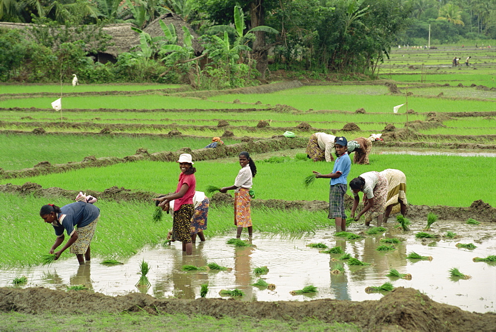 Planting out rice, Sri Lanka, Asia