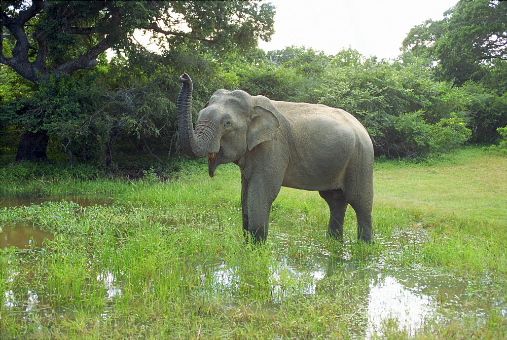 Elephant in Yala Game Park, Sri Lanka, Asia