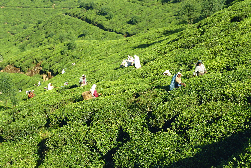 Tea plucking, Nuwara Eliya area, Sri Lanka, Asia