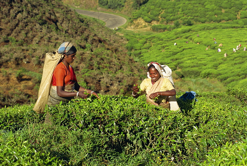 Tea plucking, Nuwara Eliya area, Sri Lanka, Asia