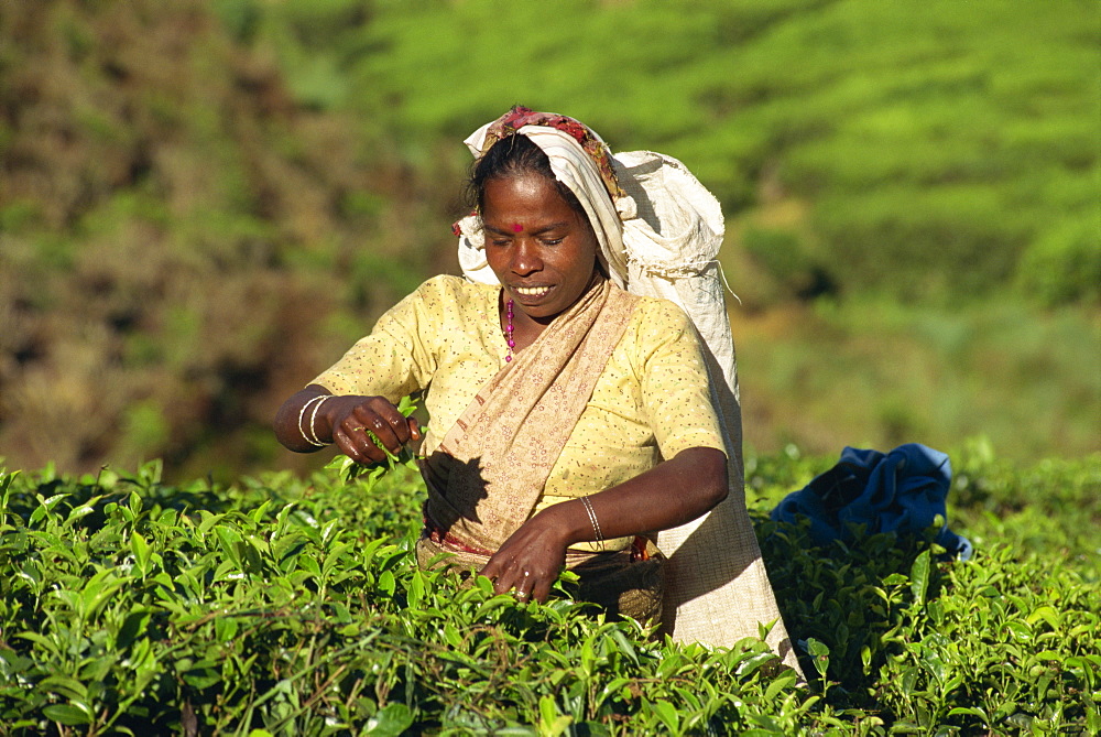 Tea plucking, Nuwara Eliya area, Sri Lanka, Asia