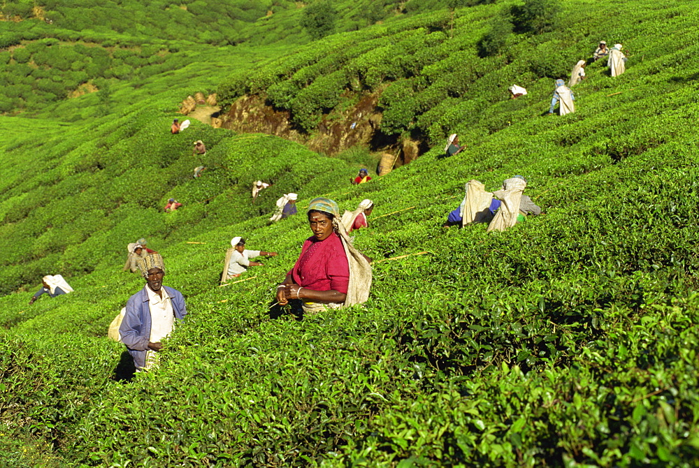 Men and women picking tea on a sloping tea garden near Nuwara Eliya in Sri Lanka, Asia