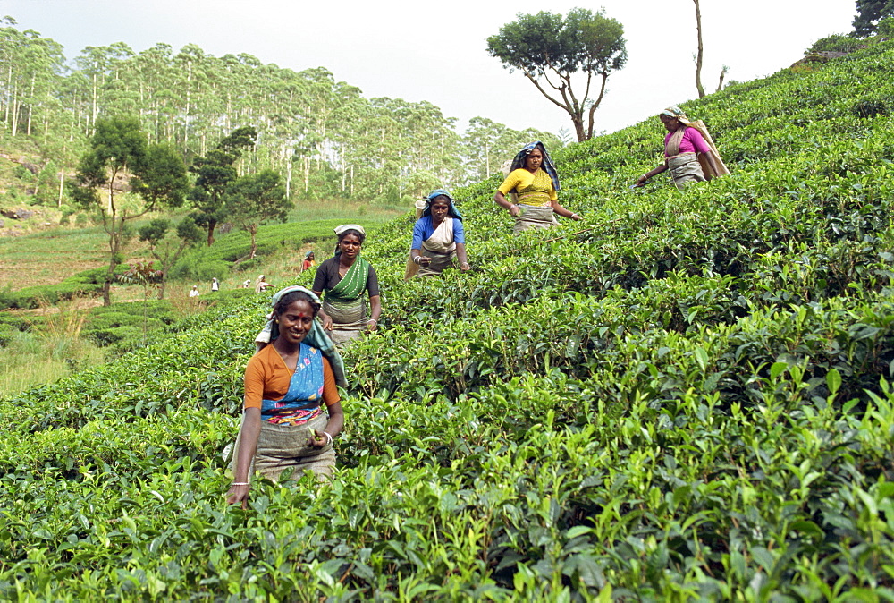 Tea plucking, Nuwara Eliya area, Sri Lanka, Asia