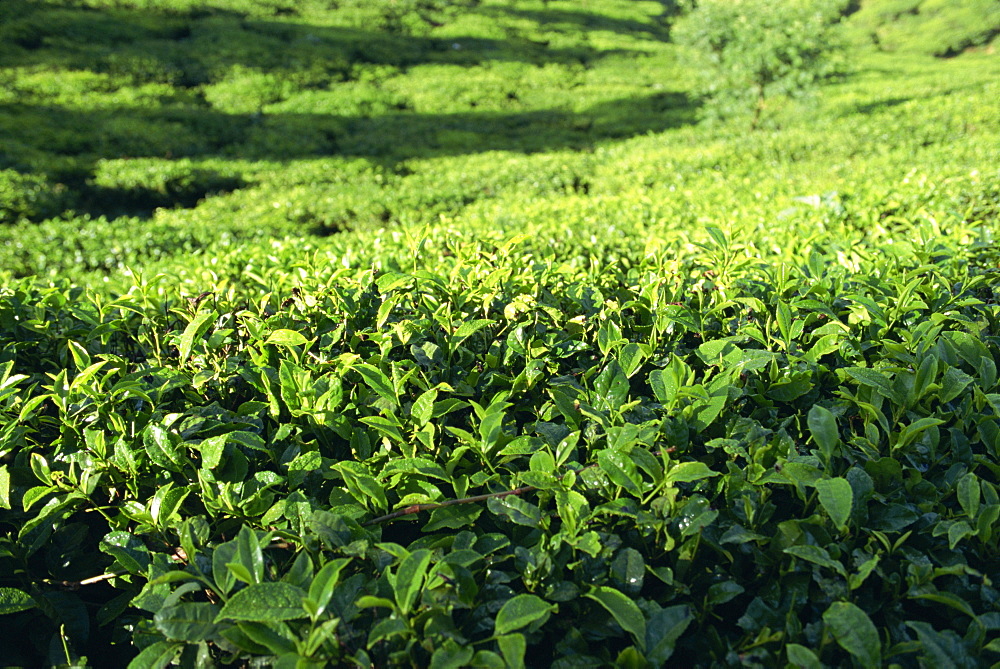 Tea plantation, Nuwara Eliya area, Sri Lanka, Asia