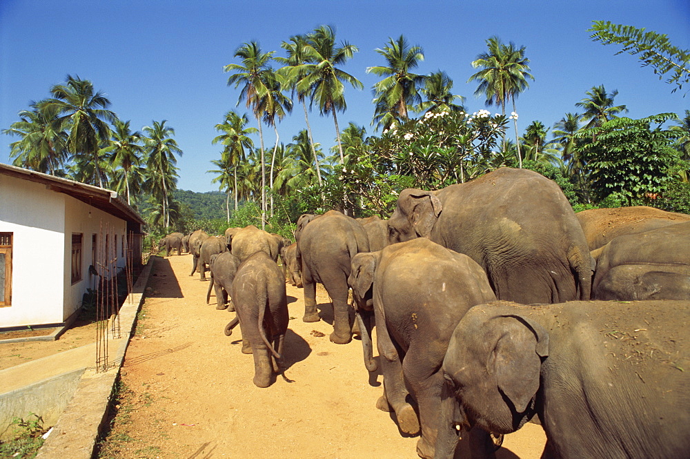 Elephant Orphanage, Pinnawala, Sri Lanka, Asia