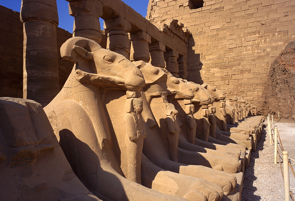 Ram-headed sphinxes, Temple of Karnak, Thebes, UNESCO World Heritage Site, Egypt, North Africa, Africa