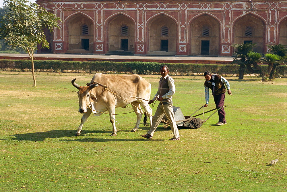 Mowing the grass in front of Humayun's tomb, Delhi, India, Asia