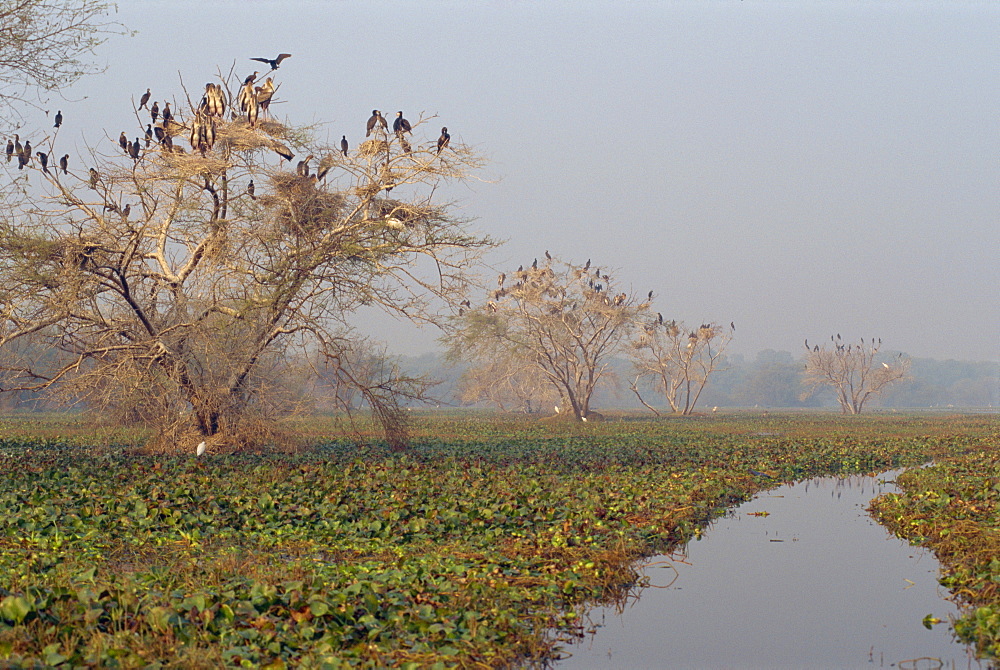 Keoladeo Ghana Bird Sanctuary, Bharatpur, Rajasthan state, India, Asia