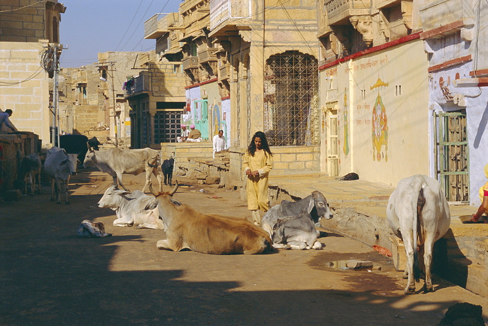 Cows in the street, Jaisalmer, Rajasthan State, India