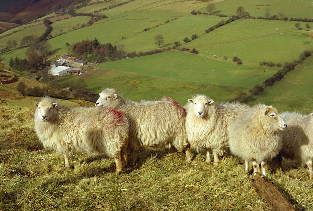 Sheep between Llanarmon and Llanrhaeadr, Denbighshire, Wales, United Kingdom, Europe