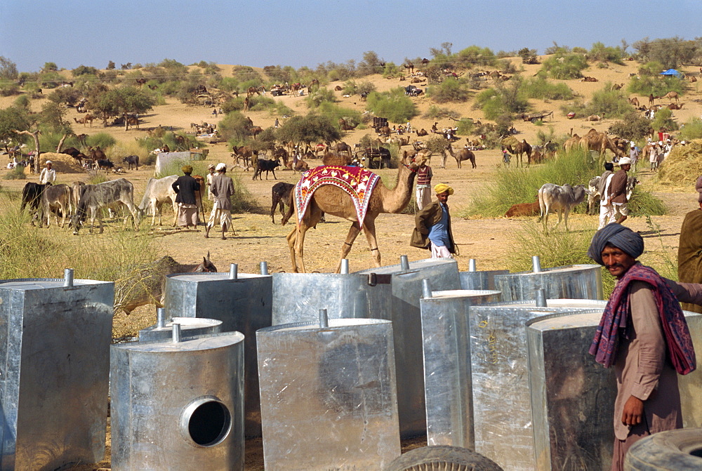 Cattle fair near Dechhu, north of Jodhpur, Rajasthan state, India, Asia