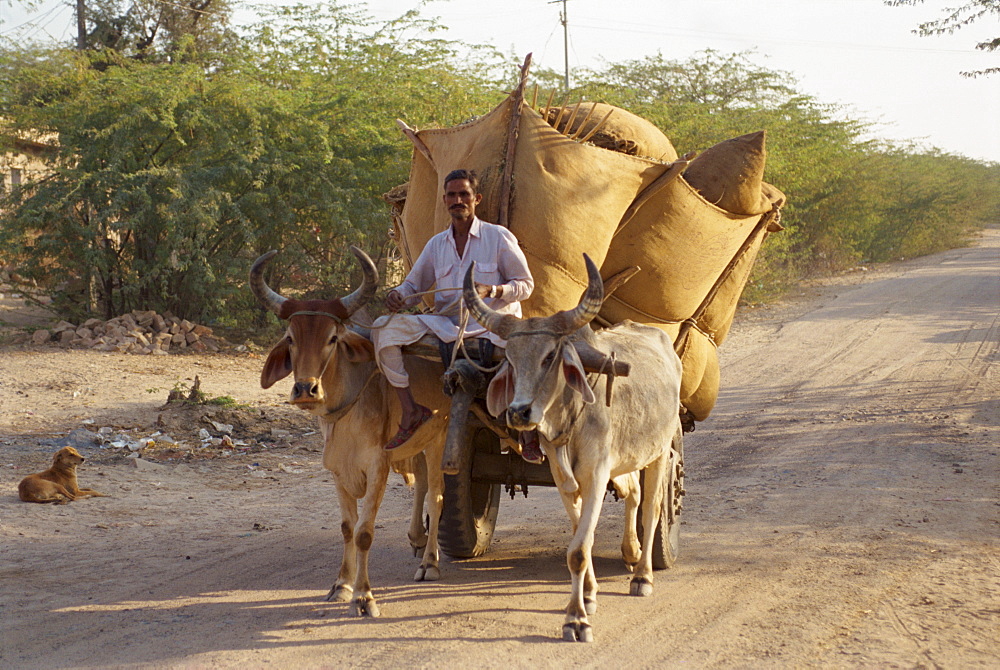 Bullock cart near Jodhpur, Rajasthan state, India, Asia