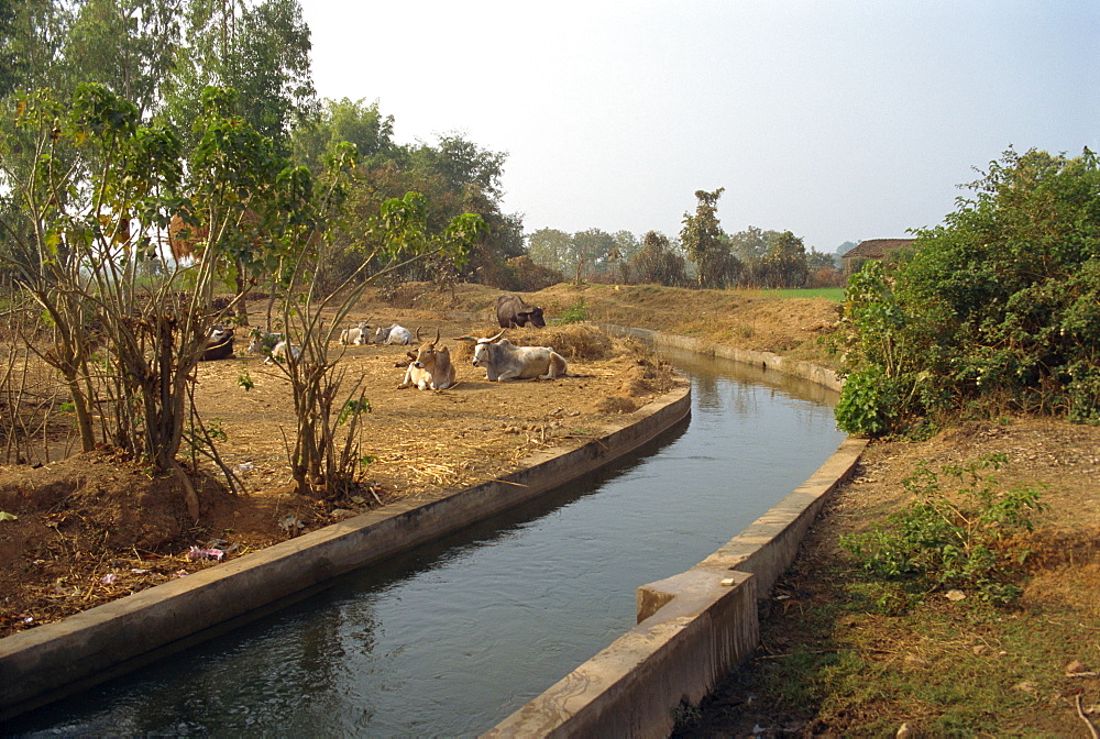 Irrigation canal, Dhariyawad, Rajasthan state, India, Asia