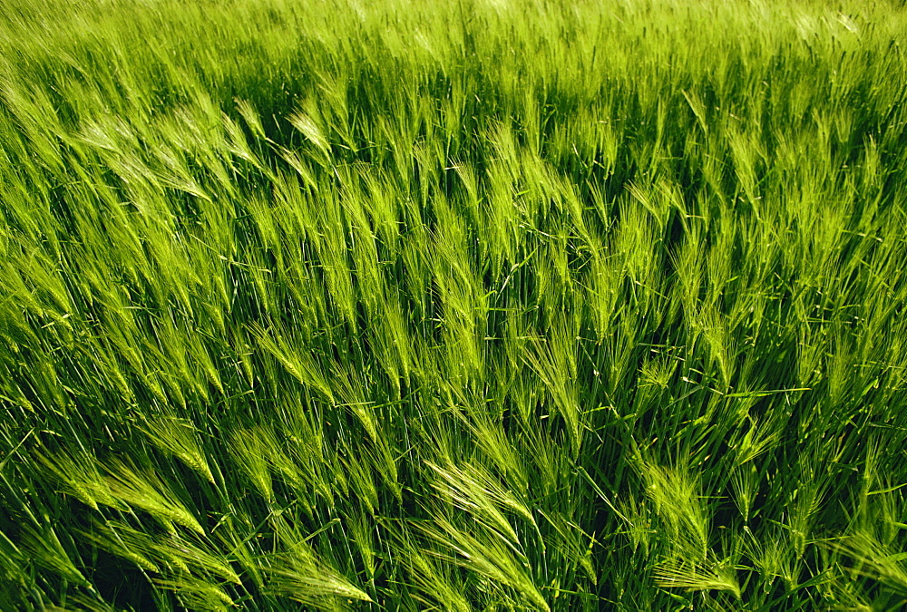 Field of barley, England, United Kingdom, Europe