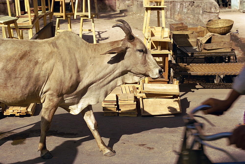 Cow wandering the streets, Jaipur, Rajasthan state, India, Asia