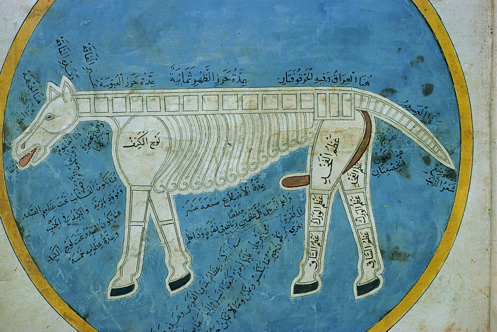 Manuscript showing anatomy of an animal, Mashad, Iran, Middle East