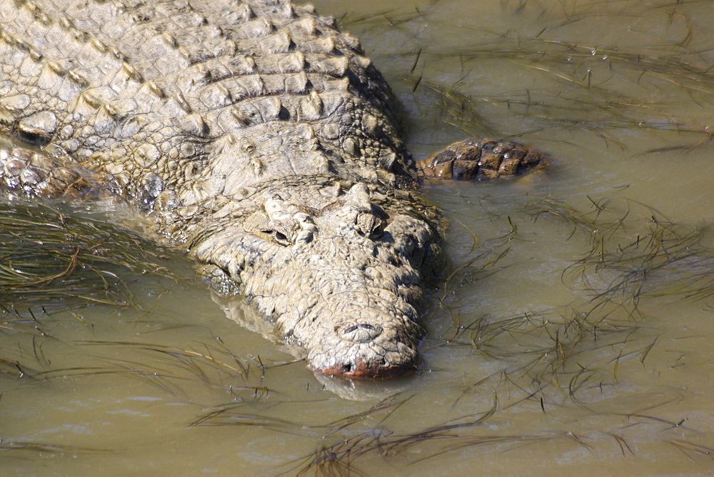 A crocodile, St. Lucia Wetlands, Kwa-Zulu Natal, South Africa, Africa