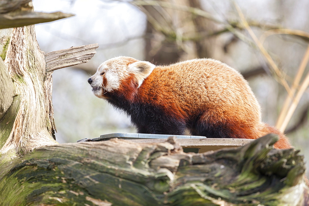 Red panda, Cotswold Wildlife Park, Costswolds, Gloucestershire, England, United Kingdom, Europe 