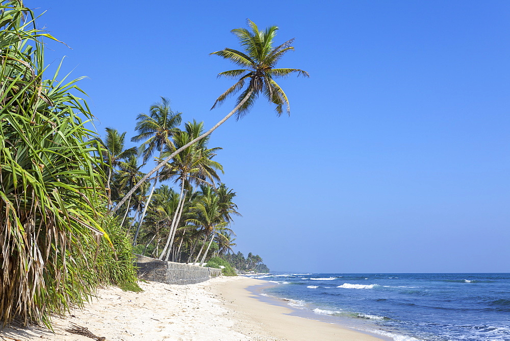 Beach and palm trees, Talpe, Sri Lanka, Indian Ocean, Asia 