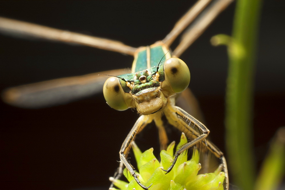 Dragonfly (Odonata), North West Bulgaria, Europe