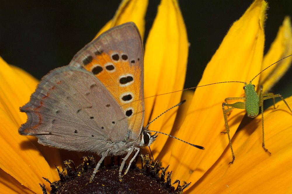 Grasshopper or cricket (Orthoptera) (Ensifera) and Hairstreak (Lycaenidae), North West Bulgaria, Europe